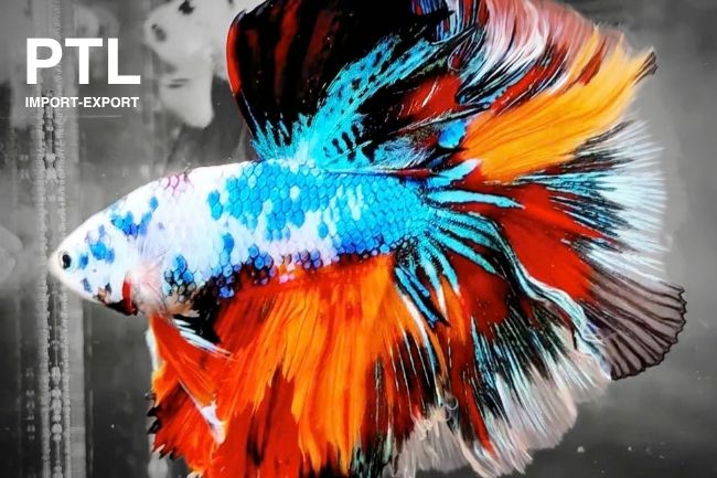 PTL-HM046_BETTA SPL. MASCHI NEMO KOI HALFMOON